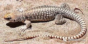 8月神奇动物爆料最新,神秘生物齐聚，奇幻世界再掀波澜  第3张